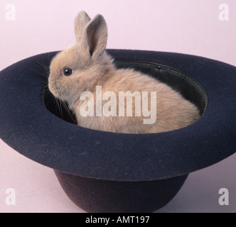 Young Rabbit and Panama Hat Stock Photo