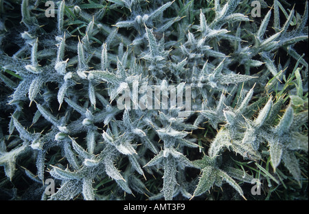 Thistle covered in hoar frost Stock Photo