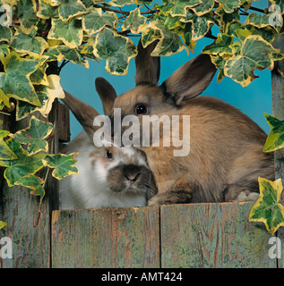 Pet Rabbits in Hutch Stock Photo