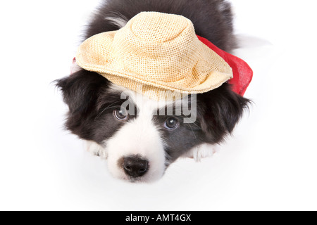 Cute country Border collie puppy wearing red bandana scarf and straw hat isolated on white background Stock Photo