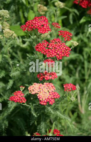 Yarrow var Paprika Achillea millefolium Asteraceae Compositae Stock Photo