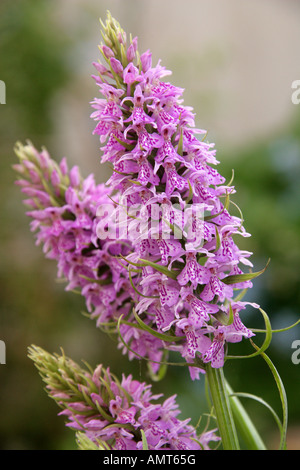 Dactylorhiza transiens, Orchidaceae. Cross between Common Spotted Orchid, D. fuchsii × Heath Spotted Orchid, D. maculata, Europe Stock Photo