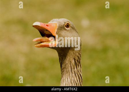 Grey lag Goose Europe Stock Photo