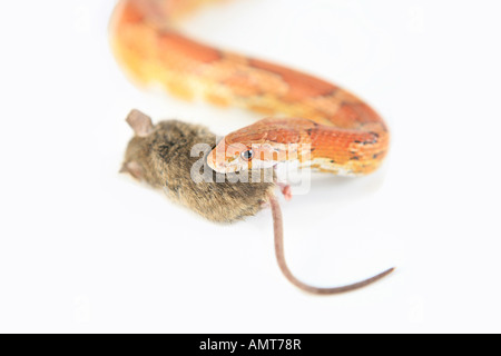 An orange corn snake swallowing a brown mouse isolated on white background Stock Photo