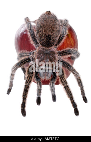 Big brown tarantula spider on a red apple isolated on white background Stock Photo