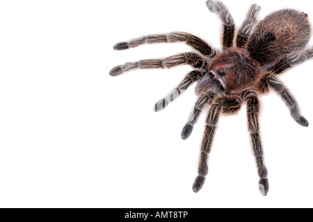 Big brown tarantula spider at an angle isolated on white background Stock Photo