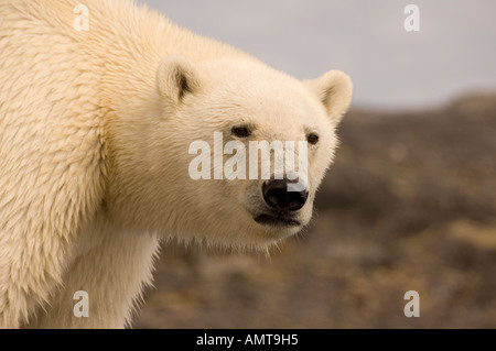 Polar Bear Labrador Canada Stock Photo