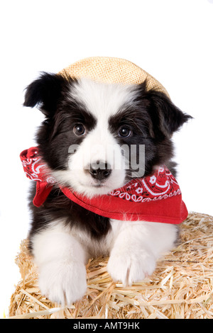 Cute country Border collie puppy wearing red bandana and hat on straw bale isolated on white background Stock Photo