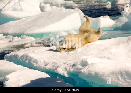 Polar Bear Davis Strait Labrador See Canada Stock Photo
