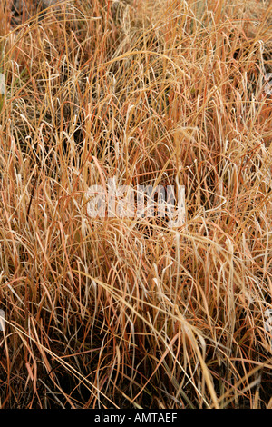 Reddish wild grass Stock Photo