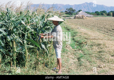 Philippines Filipino Farmer Working In Corn Field Stock Photo