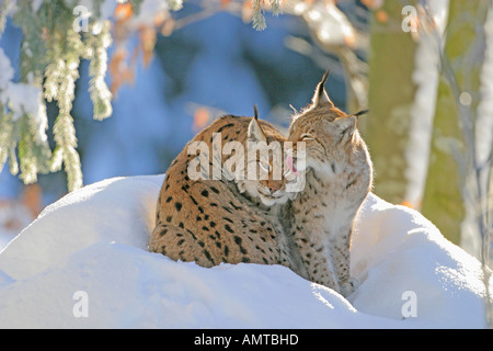 Eurasian Lynx (Felis lynx, Lynx lynx) pair in snow Stock Photo