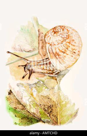 garden pests snail on leaves multimedia illustration Stock Photo
