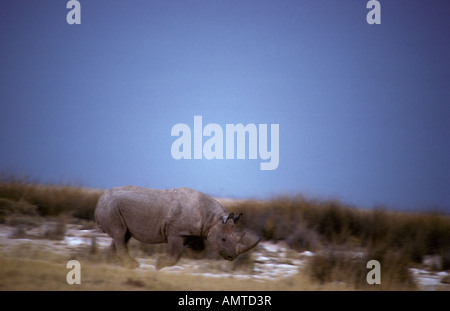 A Black rhinoceros running (Diceros bicornis)