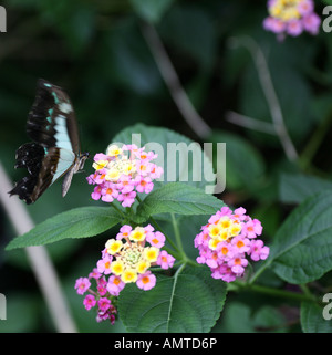 Blue-Banded Swallowtail Butterfly Stock Photo