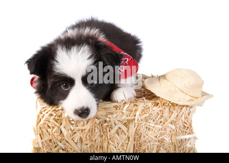 Cute country Border collie puppy wearing red bandana and hat on straw bale isolated on white background Stock Photo