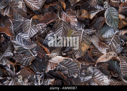 dead alder leaves on ground with frost Alaska Stock Photo
