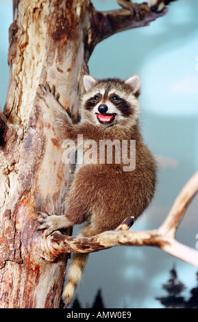Racoon in a tree raccoon Stock Photo