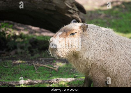 Capybara or water pig (Hydrochoerus hydrochaeris) zoological garden Schoenbrunn, Vienna, Austria Stock Photo