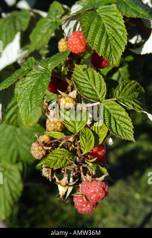 Raspberry bush. Stock Photo