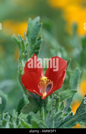 Red horned poppy (Glaucium corniculatum) Stock Photo