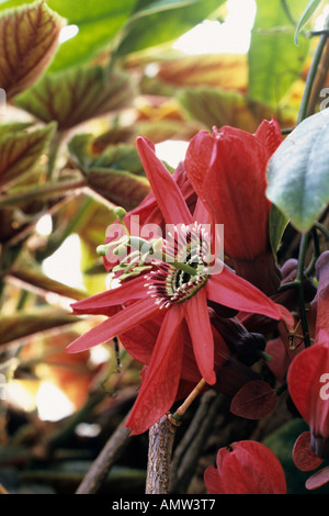 Red passion flower (Passiflora racemosa) Stock Photo