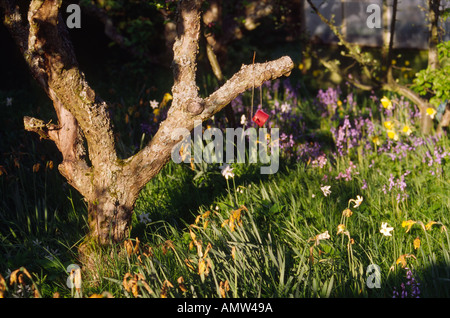 Wildflowers and naturalised garden flowers round an old apple tree in a Scottish orchard in Spring Stock Photo