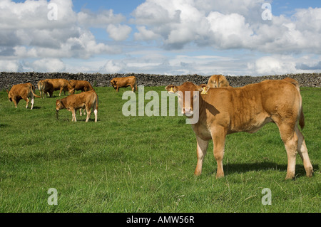 Young Limousin calves Lancashire England Stock Photo