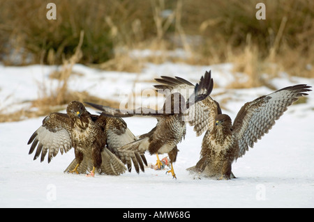 common buzzards - fighting / Buteo buteo Stock Photo