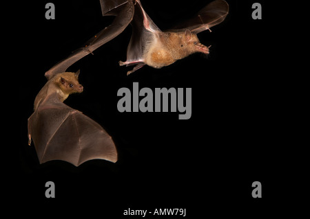 Lesser Long-nosed Bat Leptonycteris curasoae ArizonaUSA Stock Photo