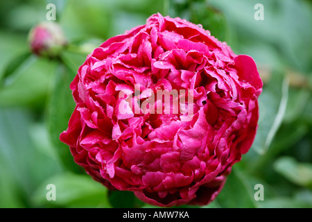 Flower bud of Common Peony (Paeonia officinalis) Germany Stock Photo