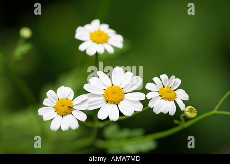 Feverfew (Chrysanthemum parthenium = Tanacetum parthenium) Germany Stock Photo
