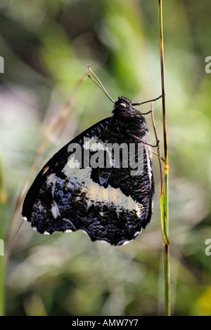 Great banded grayling (Brintesia circe) Germany Stock Photo