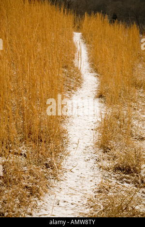 deer trail through gold meadow grasses,snow Stock Photo