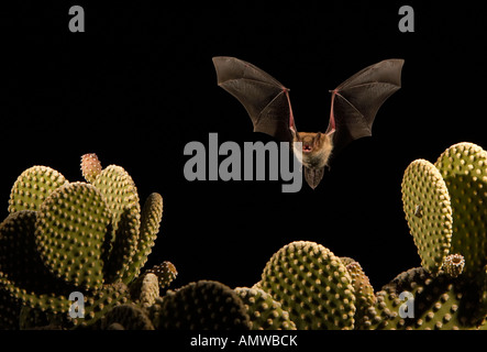 Cave Myotis Myotis velifer  Arizona USA Stock Photo