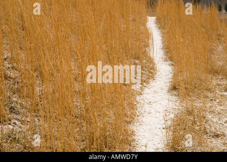 deer trail through gold meadow grasses,snow Stock Photo