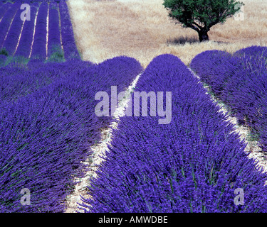 FR - ALPES-DE-HAUTE-PROVENCE: Lavender Field and tree on Plateau de Valensole near Puimoisson Stock Photo