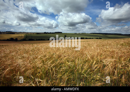 A FIELD OF BARLEY GROWING NEAR THE VILLAGE OF FENSTEAD END IN SUFFOLK Stock Photo