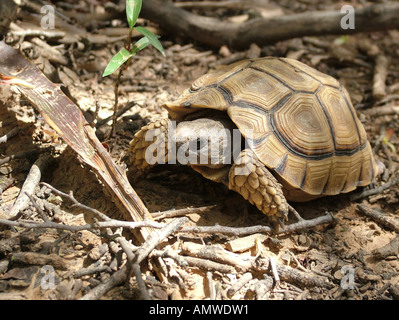 Chaco tortoise Geochelone chilensis at typical habitat thorny