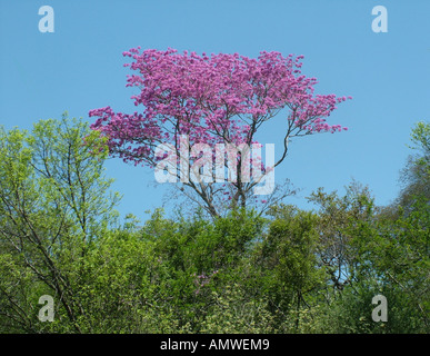 Trumpet tree (Tabebuia heptaphylla) with pink flowers, Gran Chaco Paraguay Stock Photo