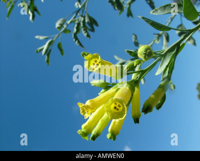 Yellow flowers of the wild tabacco (Nicotiana glauca) with blue sky, Gran Chaco, Paraguay Stock Photo