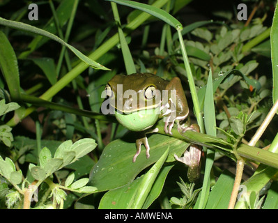 Calling Waxy monkey tree frog (Phyllomedusa sauvagei) with vocal sac, Gran Chaco, Paraguay Stock Photo