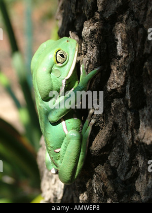 Climbing Waxy monkey tree frog (Phyllomedusa sauvagii), Gran Chaco, Paraguay Stock Photo