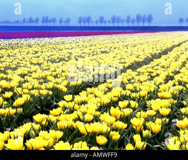 NL - NOORDHOLLAND: Tulip fileds Stock Photo