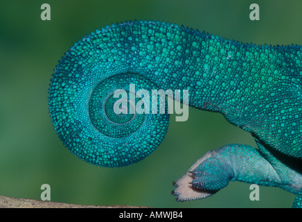Tail of panther chameleon Furcifer pardalis Madagascar Stock Photo