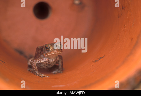 Common toad in flowerpot England Stock Photo