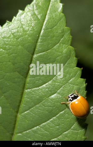 Spotless lady beetle (Cycloneda munda) on green leaf. Stock Photo