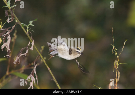 golden-Crowned Kinglet - Regulus satrapa - profile Stock Photo - Alamy