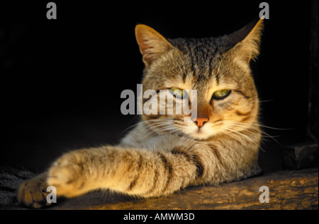 Ginger brown tabby cat, portrait Stock Photo