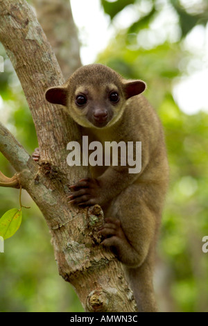 KINKAJOU or HONEY BEAR Potos flavus Amazon Rainforest Stock Photo